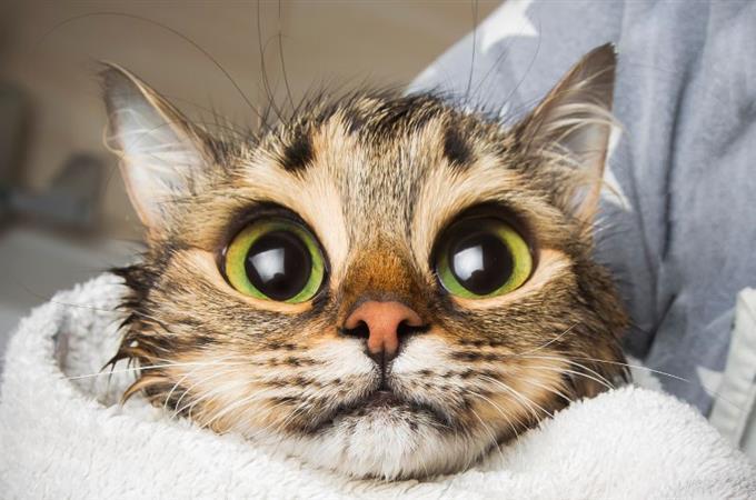 Teste de memória de obras de arte: Um gato com olhos grandes