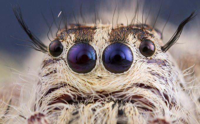 Qual é o seu nível de conhecimento geral: close-up de uma aranha