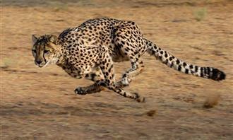 Qual planeta combina com sua personalidade: Cheetah