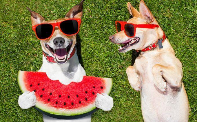 Teste de tipo de humor: cachorros com óculos escuros e melancia