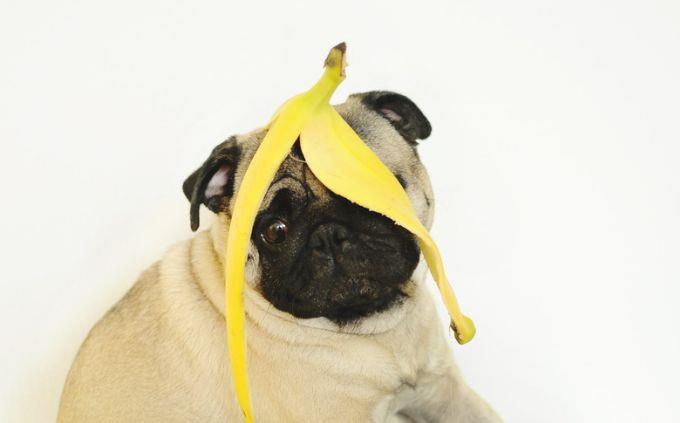 Teste de Tipo de Humor: Um cachorro com uma banana na cabeça