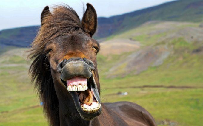 Teste de Tipo de Humor: Um Cavalo que Ri