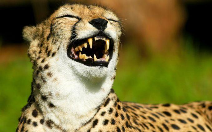 Teste de tipo de humor: Cheetah ri