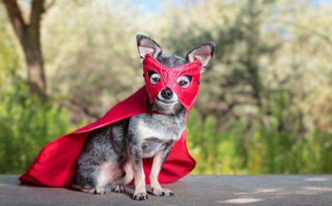 Que fenômeno natural reflete quem você é: um cachorro fantasiado de super-herói
