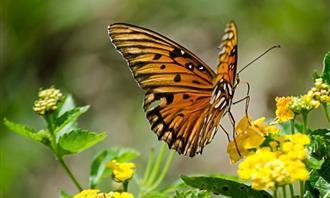 Que fenômeno natural reflete quem você é: uma borboleta
