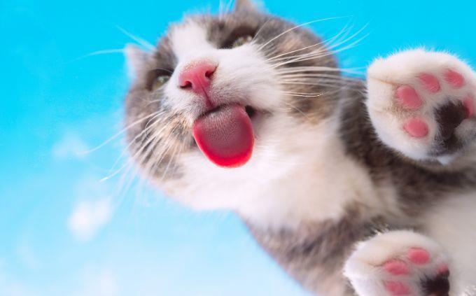 Curiosidades sobre as habilidades dos animais: lambidas de gato