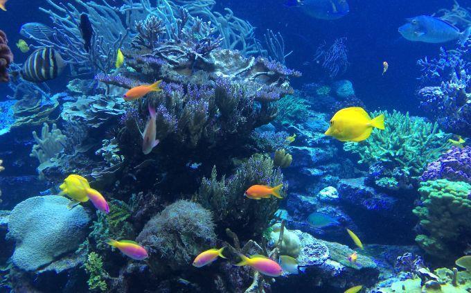 Curiosidades sobre habilidades dos animais: o mundo subaquático