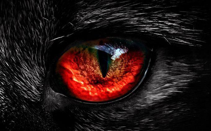 Curiosidades sobre habilidades dos animais: olhos vermelhos
