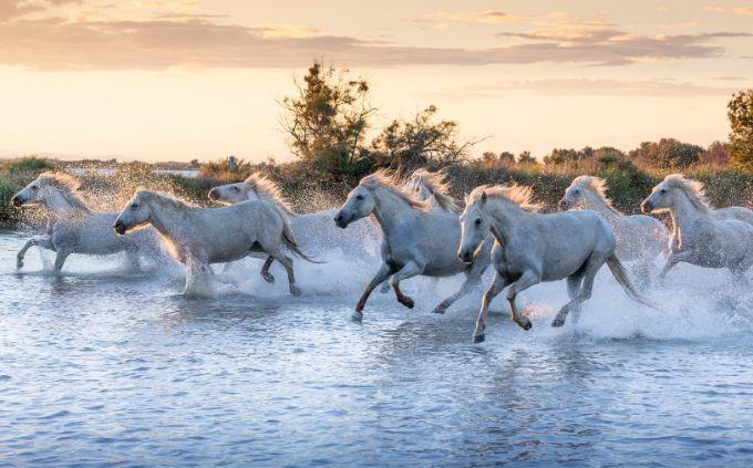 Curiosidades sobre habilidades dos animais: Cavalos correm sobre a água
