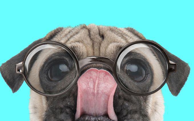 Curiosidades sobre habilidades dos animais: Um cachorro com óculos