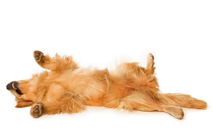 Curiosidades sobre as habilidades dos animais: Um cachorro deitado de costas