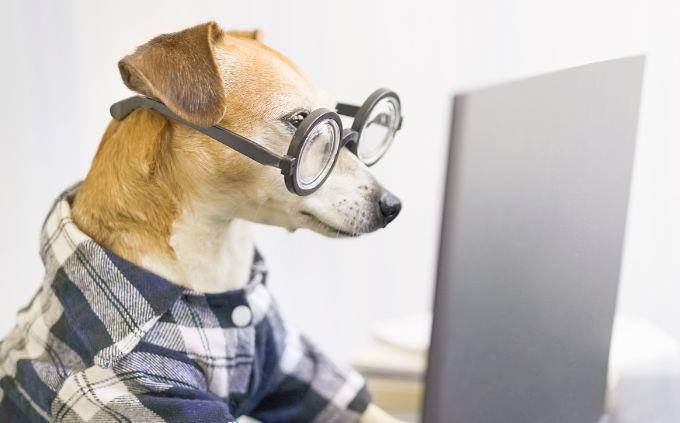 Curiosidades difíceis: um cachorro de óculos na frente de um computador