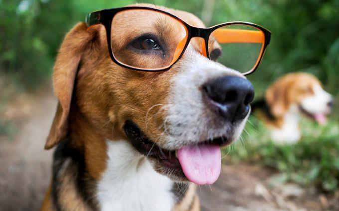 Curiosidades difíceis: um cachorro de óculos