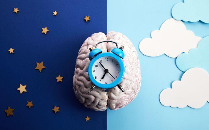 Você é uma pessoa previsível: um relógio no cérebro e uma tela dividida em noite e dia