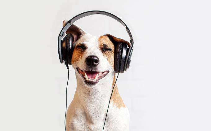 Teste de reconhecimento de décadas de música: cachorro com fones de ouvido