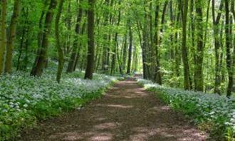 Em que momento do dia você está: um caminho na natureza na primavera