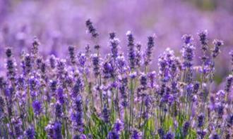 Em que momento do dia você está: lavanda