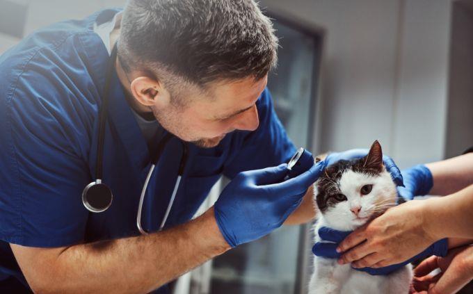 Teste lógico: um veterinário com um gato