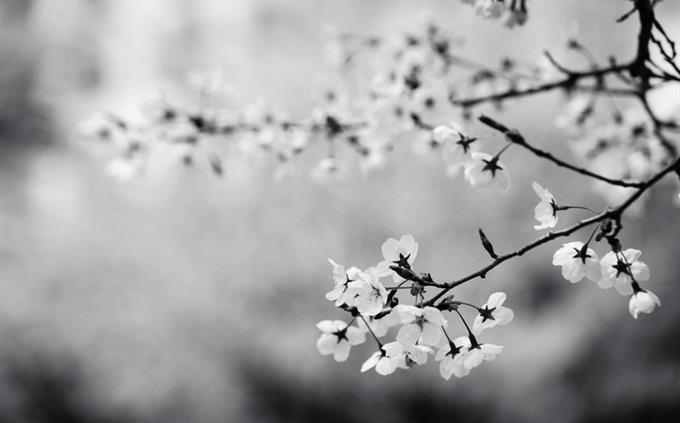 Teste de força interior: flores em preto e branco