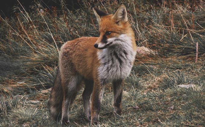 Teste de vida em perigo: Red Fox