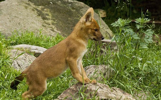 Teste de animal abandonado: Dolly encontrada