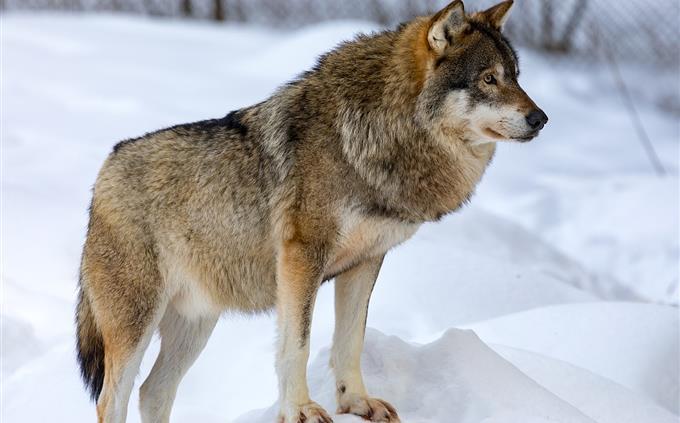 Teste de vida em perigo: lobo cinza