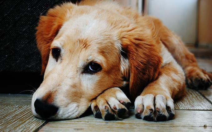 Teste de presente de família: cachorro triste