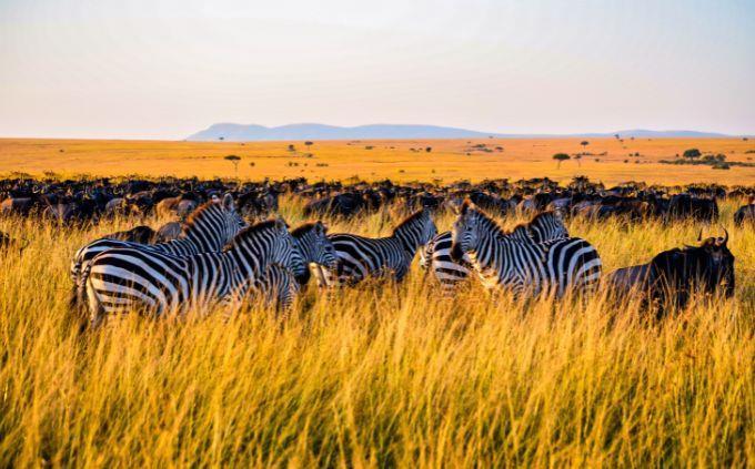 Sites do Patrimônio Mundial de Trivas: Animais em Serengeti