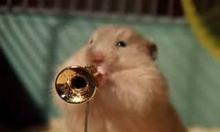 Banda de Hamsters toca canções natalinas