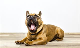 10 Sinais Que Indicam Que Seu Cão Está Estressado
