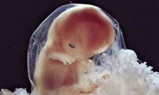 Fotografias Incríveis de Um Bebê no Útero Por Lennart Nilsson