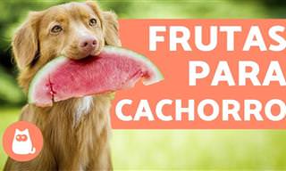 Essas 8 frutas são ótimas para cachorros