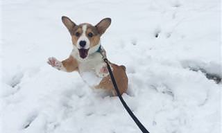 Animais experimentando a neve pela primeira vez
