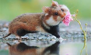 Fotos Fofas de Hamsters Selvagens