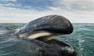 Incríveis Imagens de Baleias e Golfinhos