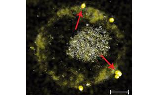 Impressionante: Essa Bactéria Transforma Metal Comum em Ouro!