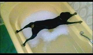 Cães e seu maior inimigo: O banho!