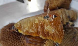 Veja como podemos ter mel sem prejudicar as abelhas