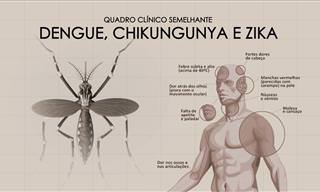Saiba aqui a diferença entre Dengue, Chikungunya e Zika