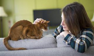 Linguagem dos gatos: Como entender melhor seu felino