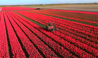 Faça uma viagem aérea sobre os campos de tulipas da Holanda