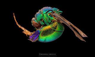 Francesco Bagnato revela as lindas cores dos insetos
