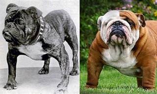 Os Cães Antes e Depois de 100 Anos