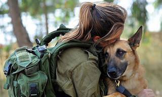 20 Fotos Mostrando a Coragem e Devoção de Cães em Serviço