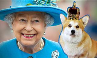 Momento fofura canina real: os corgis da rainha