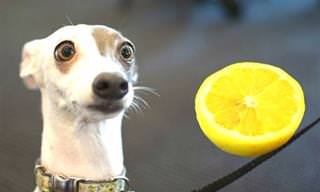O que acontece quando cachorros comem limão?