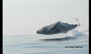 Veja uma baleia jubarte de 40 toneladas "dançar" no mar