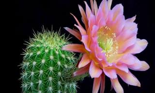 Natureza: A beleza dos variados tipos de cactus!