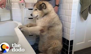 "Hora do banho", causa hilariantes cenas de um cachorrão