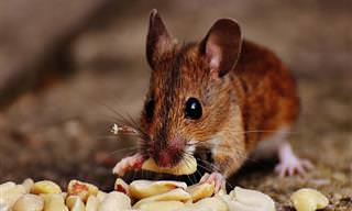 Repelente Natural Para Ratos e Camundongos